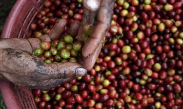 Sector do café representa 28% das exportações da Etiópia